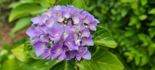 flowers in the garden