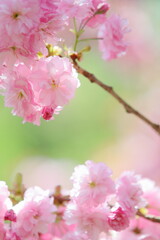 満開の八重桜　クローズアップ撮影