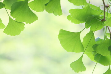 イチョウの新緑　クローズアップ撮影