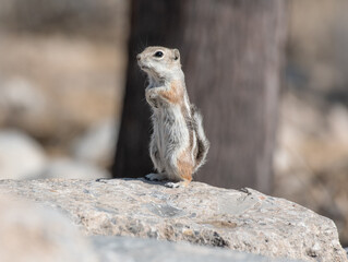 Naklejka na ściany i meble A single white tailed antelope squirrel standing upright on a rock