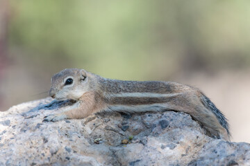 A single stretched out white tailed antelope squirrel 