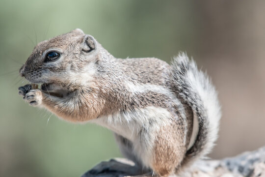 A Single White Tailed Antelope Squirrel Eating