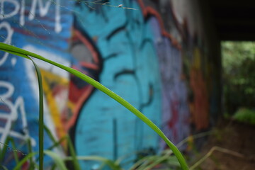 plant in focus with graffiti wall in the background