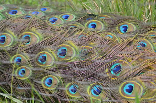 รูปภาพPlumaje เลือกดูภาพถ่ายสต็อก เวกเตอร์ และวิดีโอ5,335 Adobe Stock