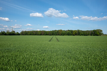 Outdoor sunny landscape view of fresh green growing wheat or barley field with the trace of tractor or vehicle wheel mark in countryside area.