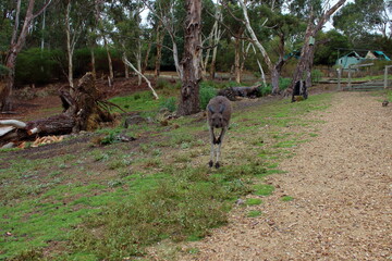 Kangaroo in Australia