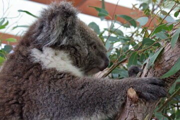 koala in a tree