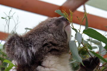 koala in tree