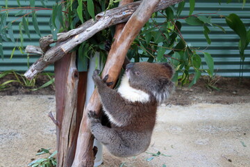 koala in tree