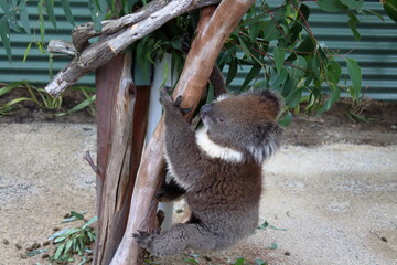 koala in tree