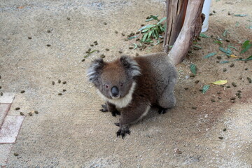 Koala in Australia