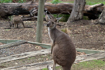 kangaroo in Australia