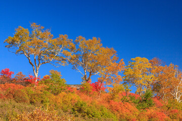 Fototapeta premium 大雪山国立公園高原温泉沼めぐりコースの紅葉