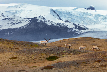 Deers near the glacier. Icelandic landscape. 