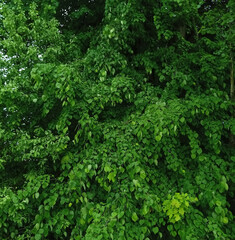Fototapeta na wymiar Background from leaves. Tree leaves. 
