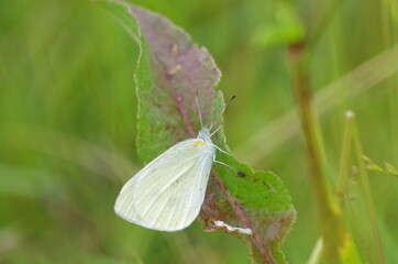 早朝のモンシロチョウ