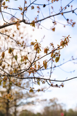 orange leaves against blue sky