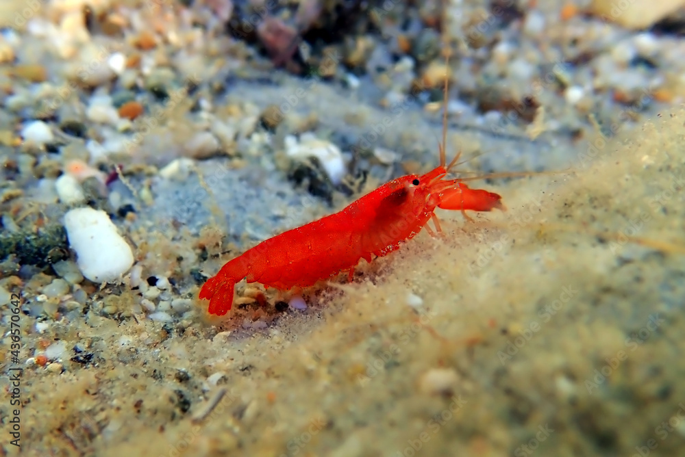 Poster red pistol snapping shrimp - alpheus macrocheles