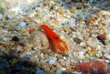 Red pistol snapping shrimp - Alpheus macrocheles