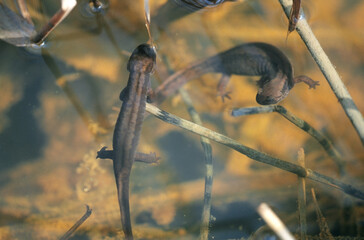キタサンショウウオのつがい（北海道・釧路町）
