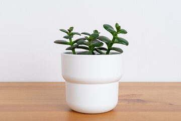 Home plant succulent in white pot at the table.