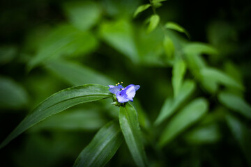 Violet color blooming petal on out of focus grass background in a forest