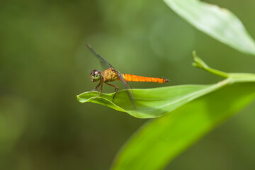 dragonflies on nature plants