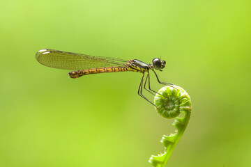 dragonflies on nature plants