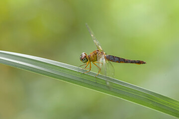 dragonflies on nature plants