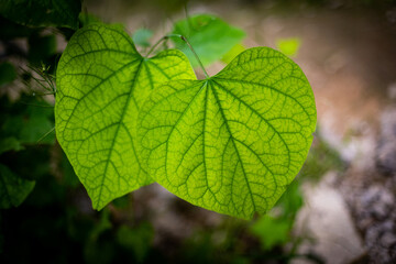 A leaf in focus in yellow green color with dark green veins