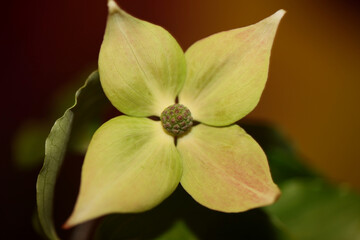 White flower blossom close up cornus kousa family cornaceae botanical modern background high quality big size print