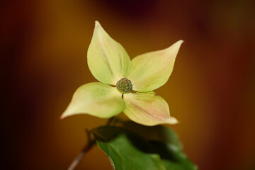 White flower blossom close up cornus kousa family cornaceae botanical modern background high quality big size print