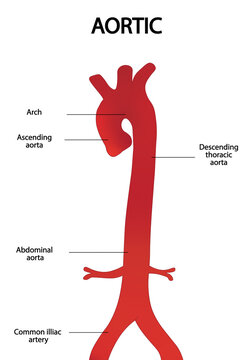 Aortic Anontomy. Aortic artery strucutre  illustration