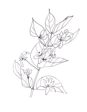 blooming wild honeysuckle, graphic black and white drawing on white background