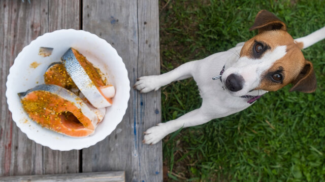 Is it Safe for Dogs to Eat Beans? Find Out Here Can dogs have beans? Find out now! Our article explains the nutritional value of beans for dogs, potential risks, and three delicious homemade dog food recipes.