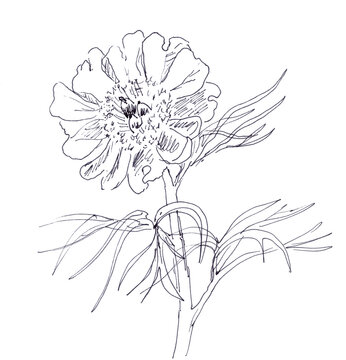 mountain peony, graphic black and white sketch on a white background