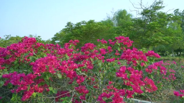 Flowers and trees on side of streets at Kish Island, Iran