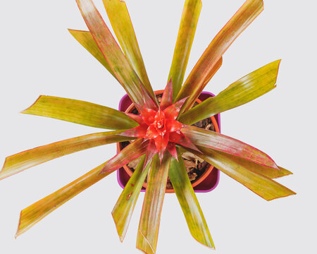 Shot from above of plant guzmania lingulata of the family bromeliaceae. White background.