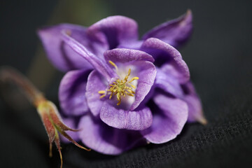 Flower blossom close up botanical background aquilegia vulgaris family ranunculaceae big size high...