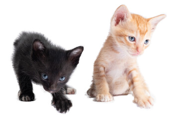 Black and gold kitten on isolated with clipping path.