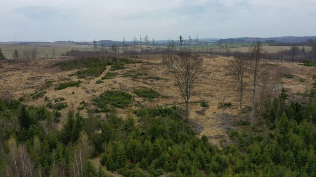 Wood aerial bark beetle drone pest Ips typographus dead spruce tree infested and attacked by the European spruce quadcopter view flying fly flight show, cutting deforestation caterpillar dead