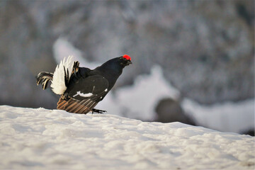 male black grouse (Lyrurus tetrix) in spring in courtship ritual