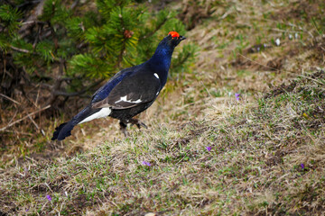 male black grouse (Lyrurus tetrix) in spring