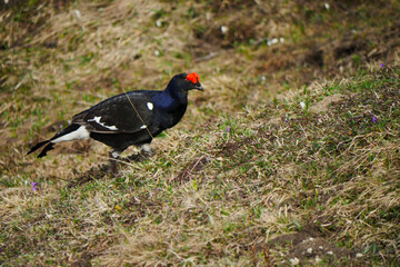male black grouse (Lyrurus tetrix) in spring