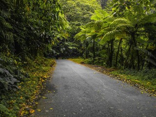 photo of a road that passes through a beautiful and cool natural landscape of tropical forest.