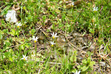 セッカニワゼキショウの花