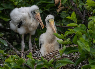 baby storks florida