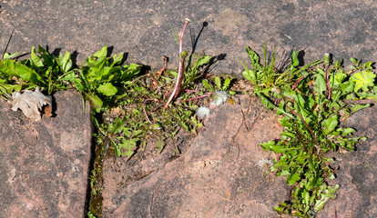 Weed control in the city. Dandelion and thistle on the sidewalk between the paving bricks