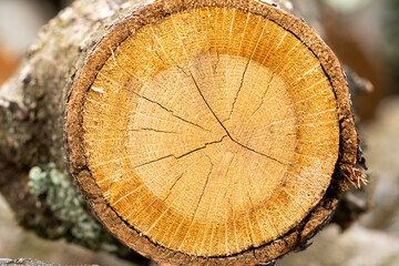 Round cut wood with details