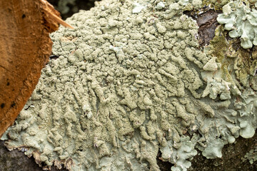 Fungus on wood